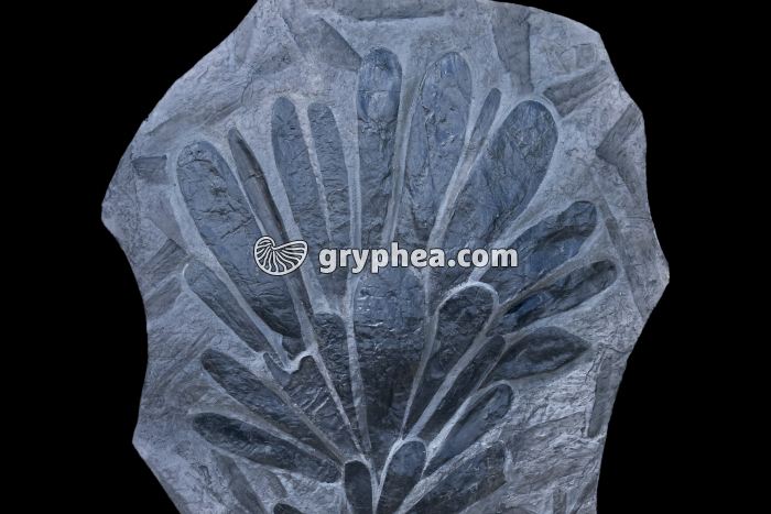 Cordaites - détail des feuilles (ancêtre des Gymnospermes, Carbonifère, largeur de l'échantillon 0,90 m) - gryphea.org
